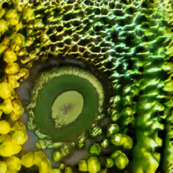 Eye Couture #0047
