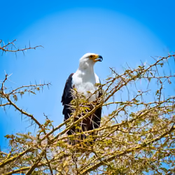 African Fish Eagle