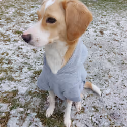 Walk with Crypto Dog 17