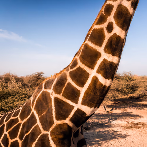 Giraffe's Skin pattern - Sir Bani Yas - 2021