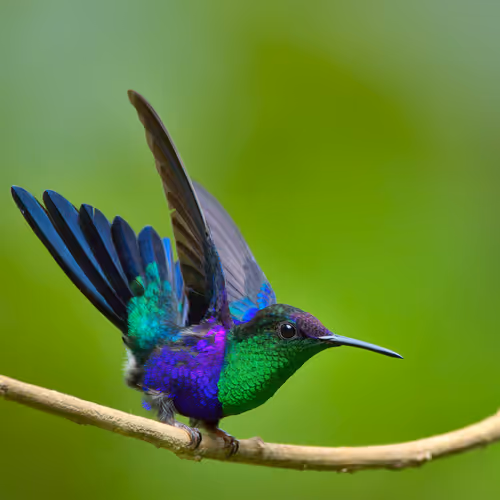 Item #76723362783280478533997952640177478162370392864243199552253501714006934552577 Media