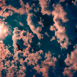 TEAL & ORANGE Flight of Icarus 8/9