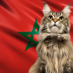 MOROCCO FLAG MAINE COON MAIDEN