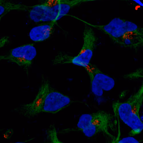 Item #42481498089717513961394482866849979367074933569204684563891551434641460166657 Media