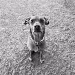 Ellie B/W #11