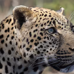 Leopard Gaze