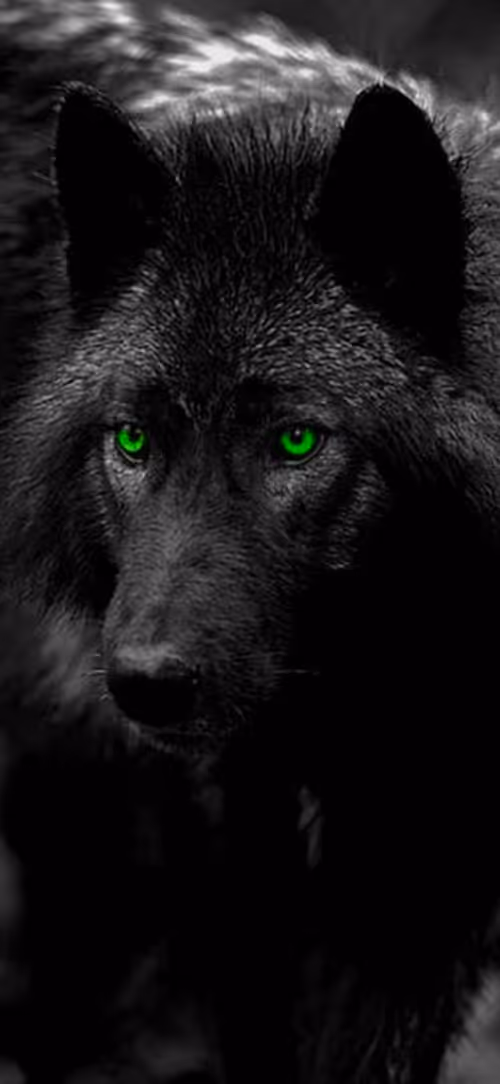 Item #81353619104543552761017849026197782989935589479573878427591292120057537101825 Media