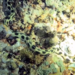 80965803268169370603932631570667161375508893671094224909166964178789481840641