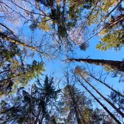 Forest endless beauty