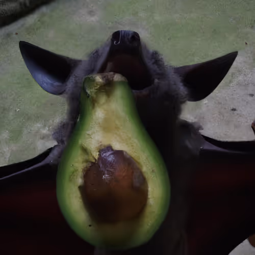 Avocadoeaters