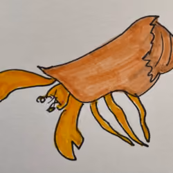 Hermit Crab