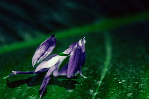 Item #99573757737983831021153303026229718025849584965265171021817306557317614927873 Media