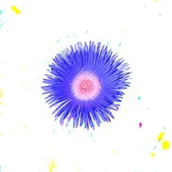 Flower Explosion White
