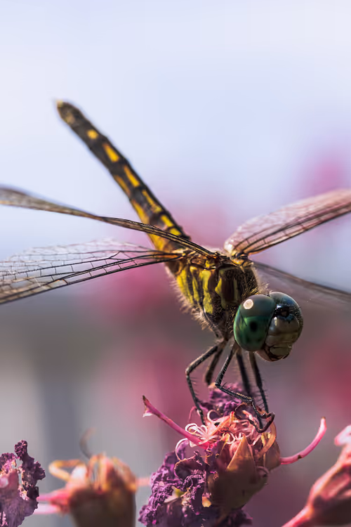 Item #105090597216655980557633683149084672751347825439893935605656298017721329647617 Media