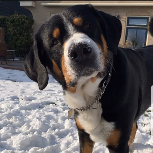 Snow Doge