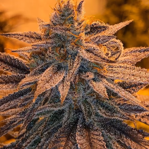 CryptoCannabis - CANDiED NECTAR #7