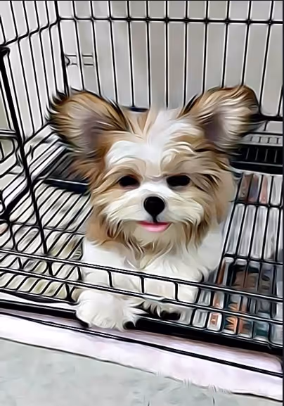 Item #21607923784025543658024067331009769919395041958272689574271021058389226553345 Media