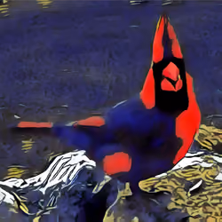 Trippy Northern Cardinal