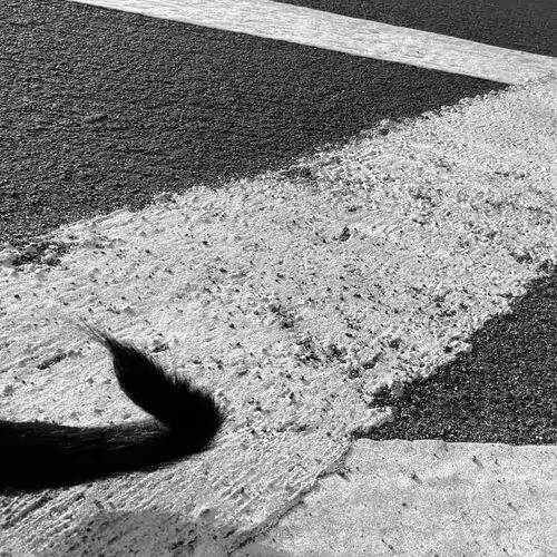 Item #56431751608181922231259635946092067407977788553703326303680802308551711129601 Media