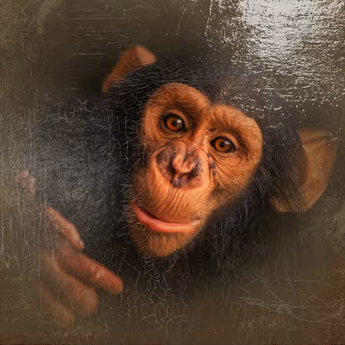 Item #38775667772334495200431258381610230883296000587885911426312875874780121661441 Media