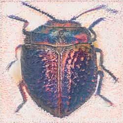 Beetle