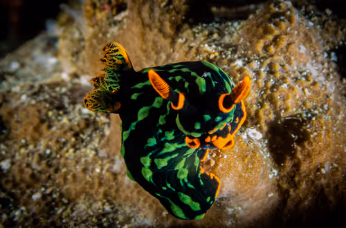 Item #85312989022681003031412442344927138418005148056611156667378218230715550531585 Media