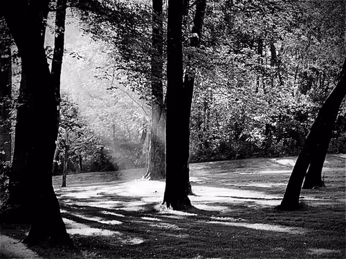 Item #19841423673673061120678522492980359232702795421164906781459419158094905606145 Media