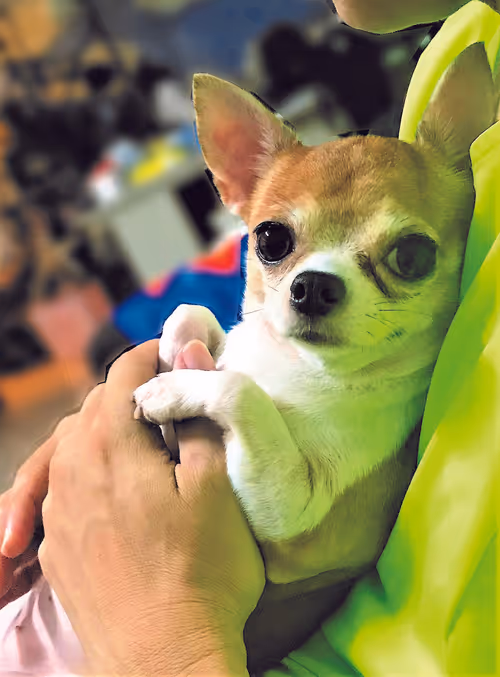 Item #15302775719274355672256911249162138837258661550744590229590932577799295205377 Media