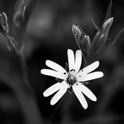 BLACK & WHITE Flourishing Wild Flower 8/8