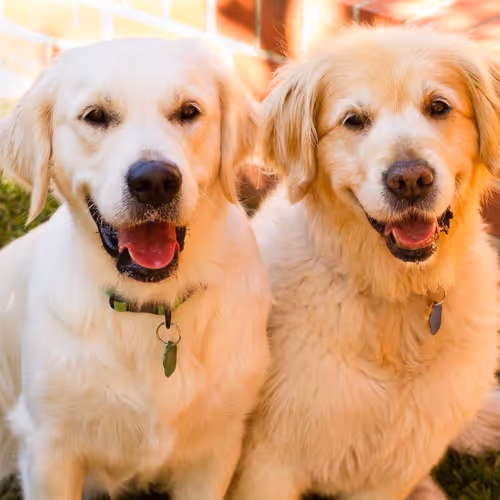 Blockchain Doggos
