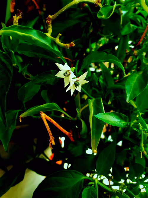 Item #73500831465274484636808432371450270284794711463613290897920534286740639186945 Media