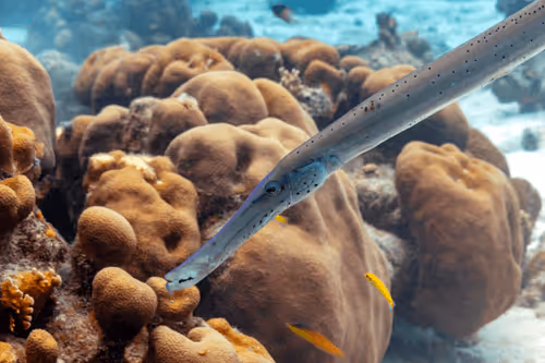 Underwater Fragility