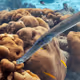 Underwater Fragility