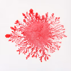 93517858934538610296799104720857224042243540248850289661824237404499050758145