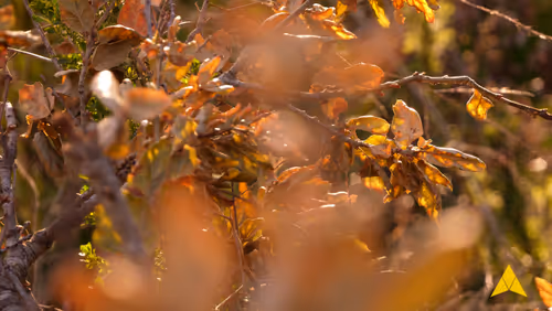 Item #70655409647296023505339344133926088984781406258874857677002406234509916766209 Media