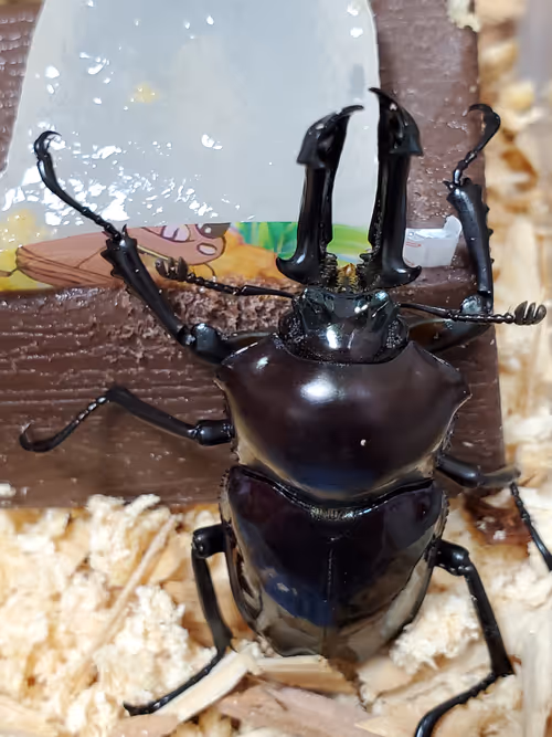 Item #2846893736148873774746802631495866819654136602576950046920721038183984267266 Media