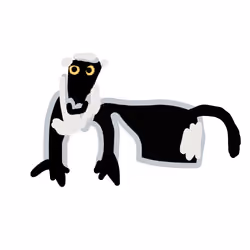 Roloway Monkey