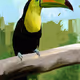 Toucan
