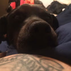 Wake up Boop