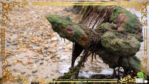 Item #63688176006920298669738405398310368792609774011425620877012057970361843580929 Media