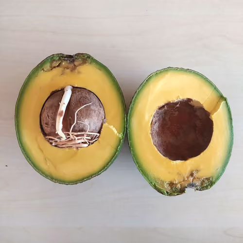 Avocado01