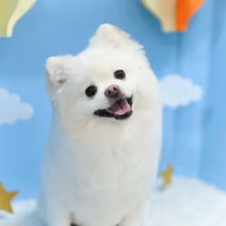 cute dog