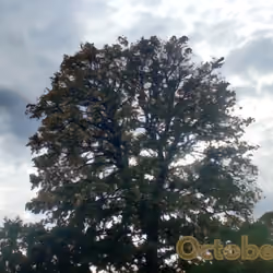 October 4