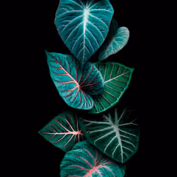 CALADIUM LINDENII MAGNIFICUM III