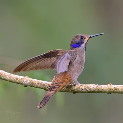 Item #76723362783280478533997952640177478162370392864243199552253501730499608969217 Media