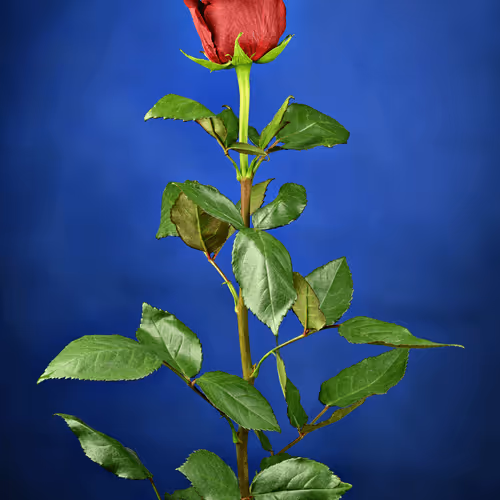 Mysterious Blue Rose.