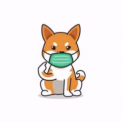 Shiba #17