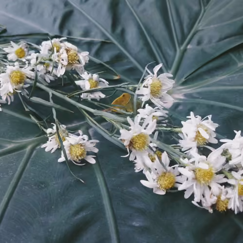 Daisies and Leaves