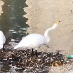 曲项向天歌