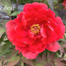Tree peony #7 牡丹